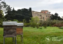 mount st joseph and the honeybee